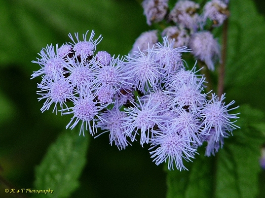 {Conoclinium coelestinum}